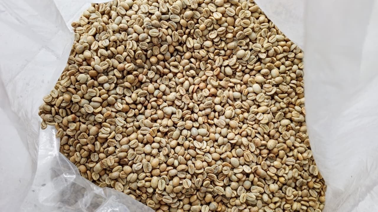 Green coffee beans Kora berwarna hijau muda